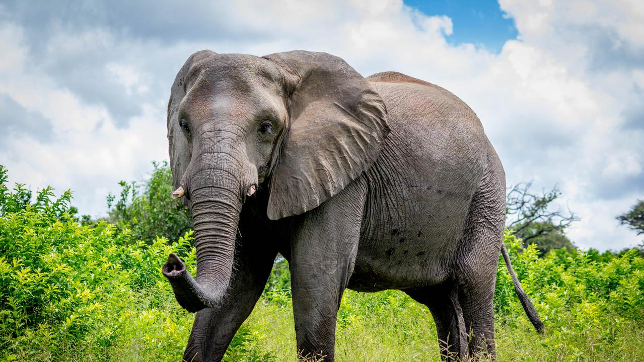 A suspected poacher has been killed by an elephant in South Africa.