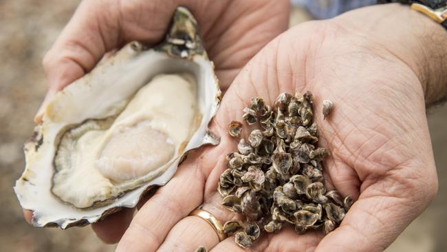 Pacific oyster, plus spat (juveniles). Picture: AAP / Troy Snook