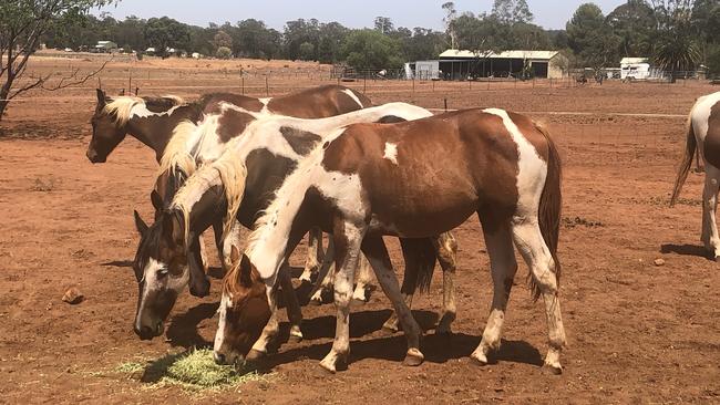 The surviving horses after the RSPCA intervened. Picture: RSPCA