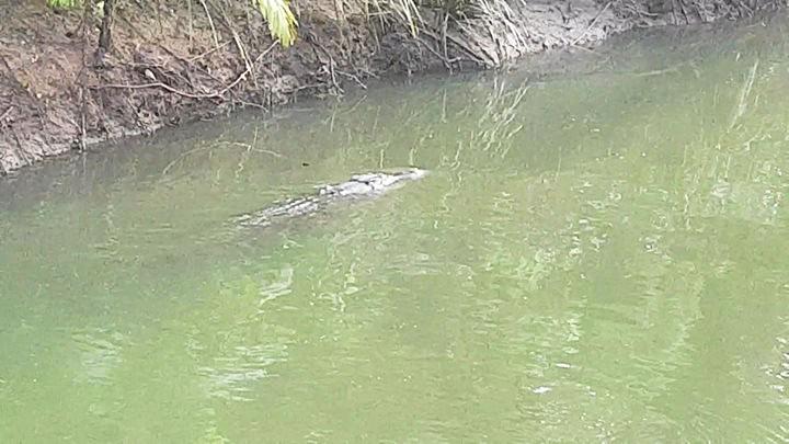 Be on alert for three-metre croc spotted at Myrtle Creek | The Courier Mail