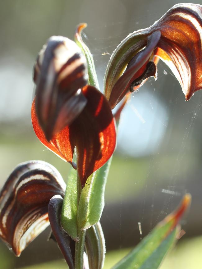 The wild orchid Blood Greenhood (Pterostylis sanguinea) at Onkaparinga.