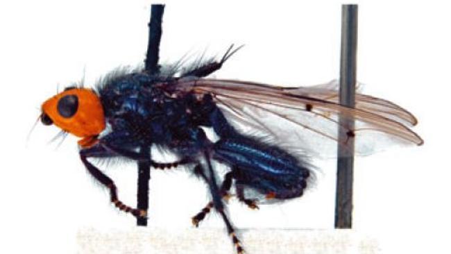 ?Mythical? corpse-eating fly back from extinction