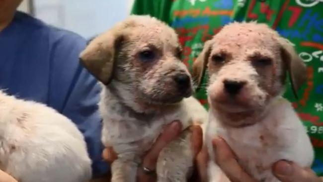 Box of Sick Puppies Found Abandoned Roadside in Forest Hill