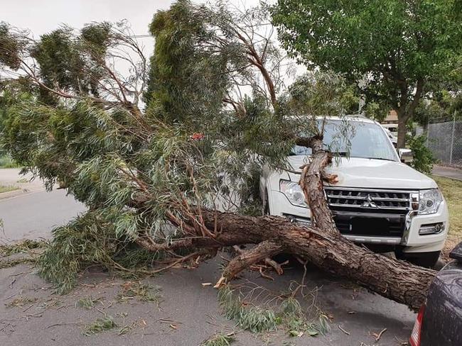 Whittlesea SES volunteers cleaned up this tree that hit a car.