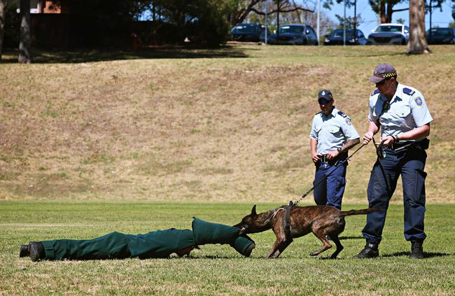 Dexter doesn’t stop until his handler calls him off. Picture: Adam Yip