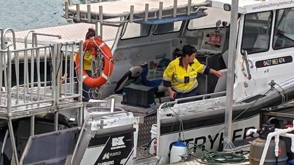 Workplace Health and Safety Queensland investigators are inspecting a fishing charter boat where three crew members were injured after an explosion at Coral Sea Marina on May 9, 2024. Picture: Estelle Sanchez