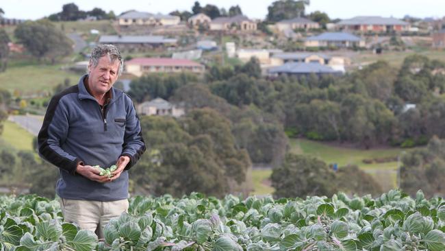 SA farmer brussels sprouts grower Leigh Samwell feels that food producers are under increasing pressure due to urban sprawl, pictured with fresh produce on his farm at Mt Barker.