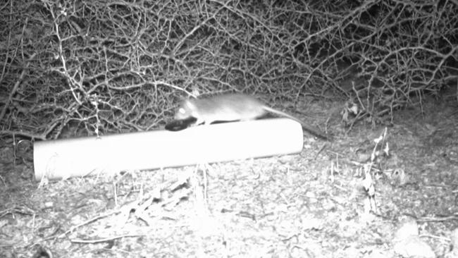 Night vision of an oversized bait station placed on Bird Island to kill rats.