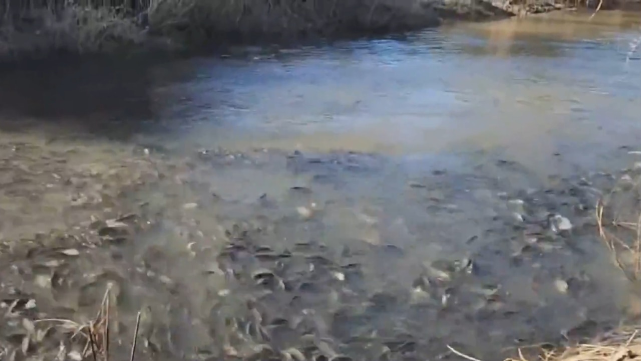 Carp number explodes in the Murray Darling