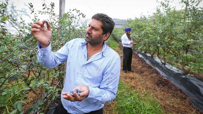 Bob Benning and brother Jas checking the yield from their blueberry farm near Woolgoolga on NSW’s nort...