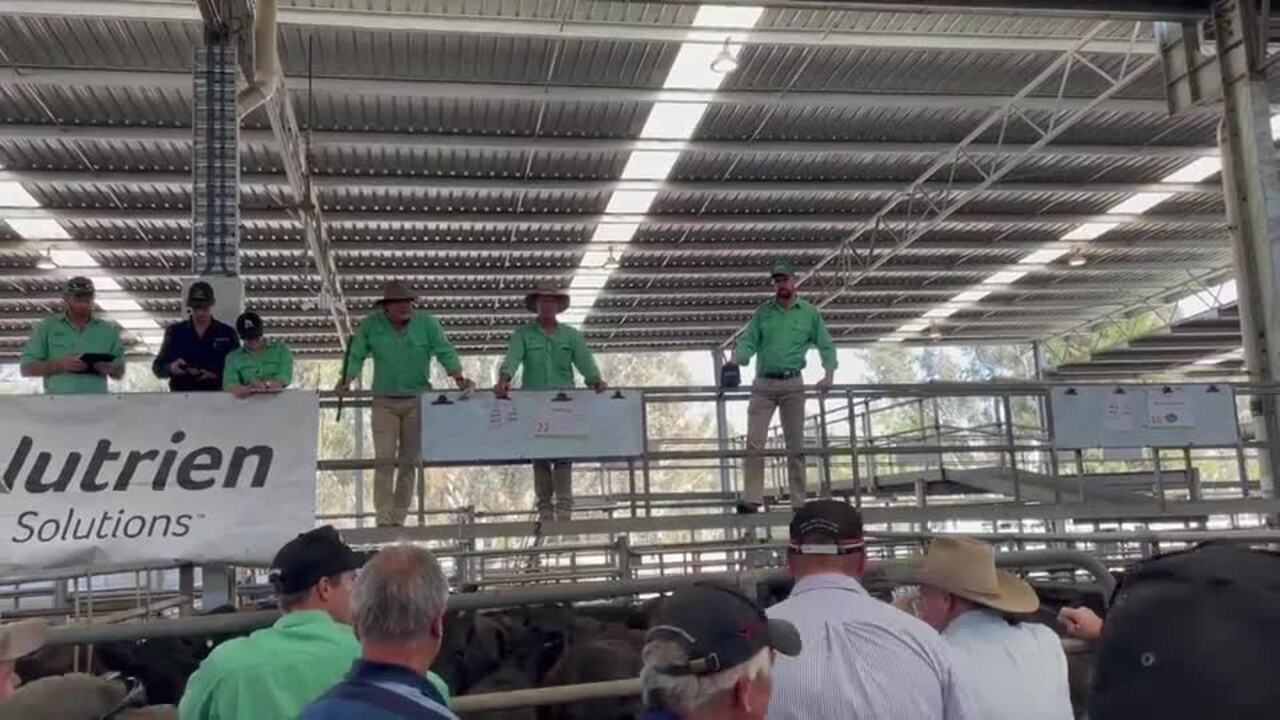 Weaner cattle selling at Yea Saleyards' November store sale.