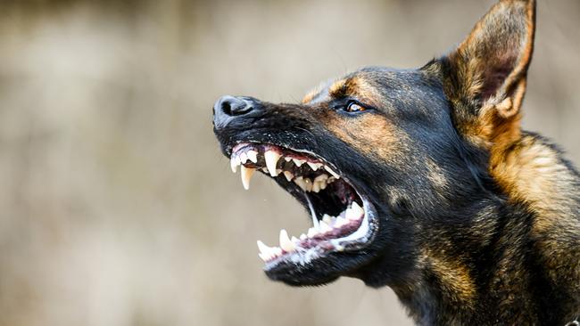 Aggressive dog shows dangerous teeth. German sheperd attack head detail.