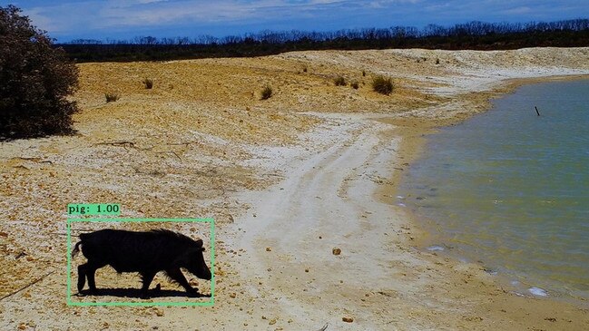 Feral pig eradication program on Kangaroo Island deemed a success. PICTURE: Supplied.