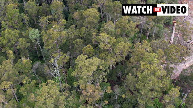 Timber harvesting near Krushka's Blue Derby trail