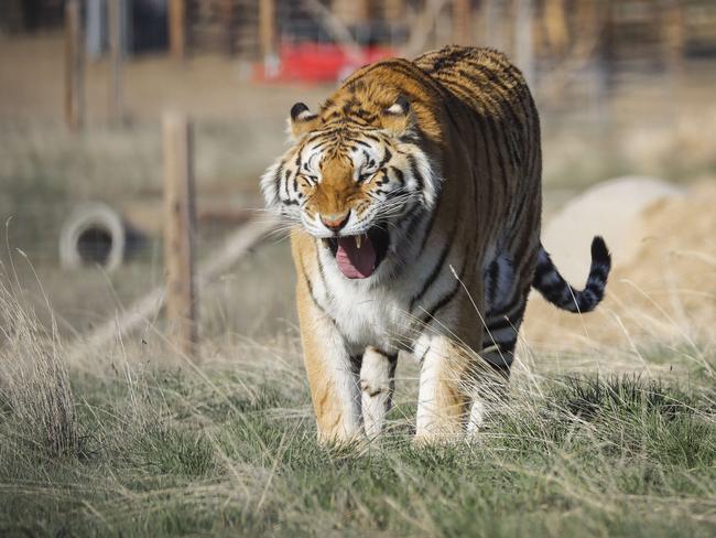 One of the 39 tigers rescued in 2017 from Joe Exotic's G.W. Exotic Animal Park at the Wild Animal Sanctuary in Keenesburg, Colorado. Picture: Getty Images for AFP