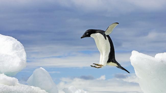 Adelie penguin in action on the Antarctic Peninsula.