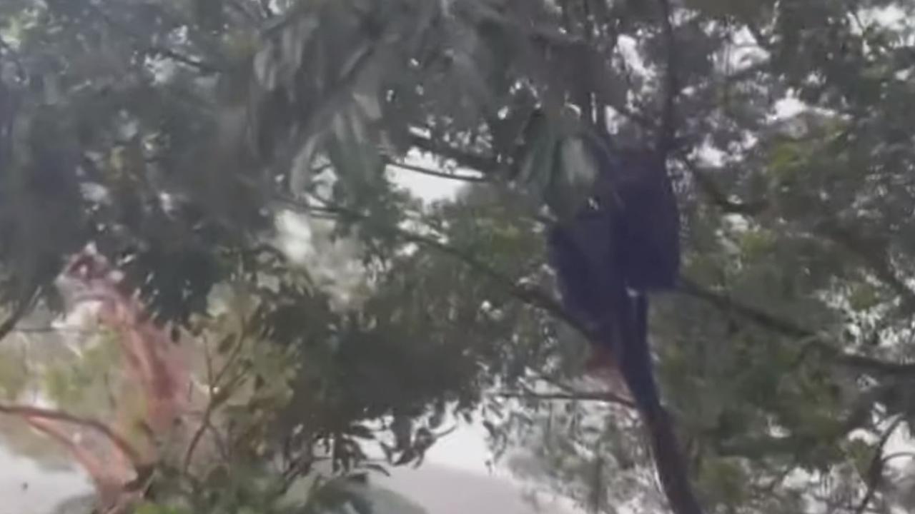 A man clinging to a tree in floodwaters near Rossville. Picture: ABC