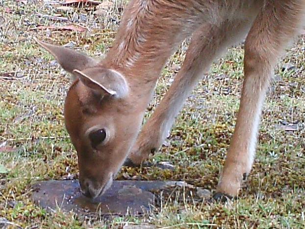 Feral deer captured by a motion sensored monitoring camera on a Tasmanian Land Conservancy reserve.