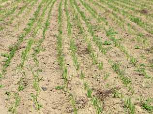 Oats crop at Greymare in 2017 but it is a lot drier this year. Picture: Gerard Walsh