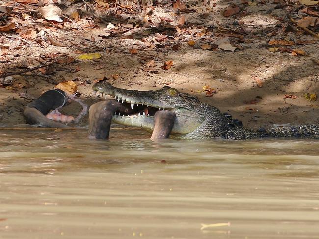 Photographer Marcus Nyman captured the moment a saltwater crocodile took an mysterious and unlucky creature into the murky waters of Cahills Crossing.