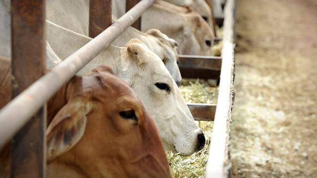 $10m for Port Keats Rd & Daly River crossing upgrade >>>> the Berrimah feedlot ( Cattle, cow, stock feed, bull, station, farming )