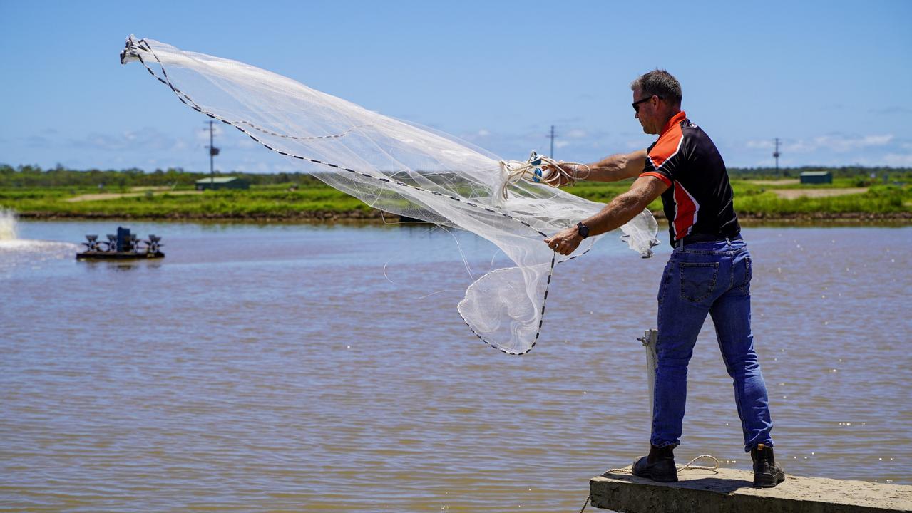 Australian Prawn Farms manager Matt West at the Ilbilbie prawn farm which as of 2021 had 47 ponds with plans to expand to 80. Picture: Heidi Petith