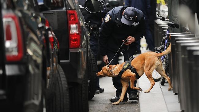 Sniffer dogs could point to better malaria detection. AFP