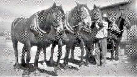 Horse teams were used extensively  to carry produce and supplies to and from the rail-head. Picture: Contributed