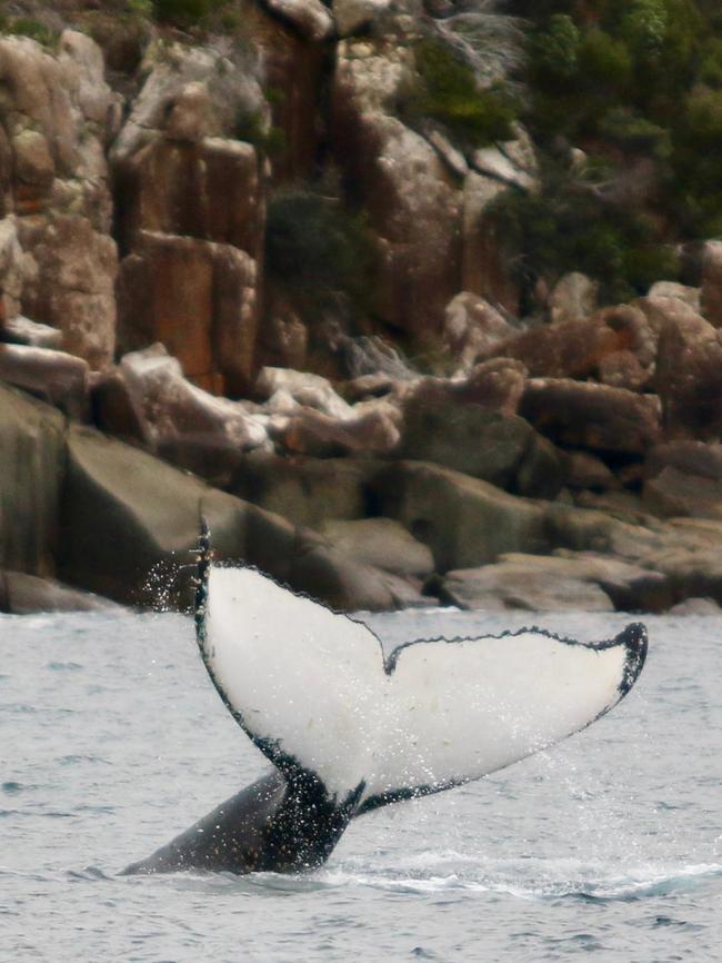 Whale captured by Pennicott Wilderness Cruise Tasman Island Cruises skipper Tim Cunningham.