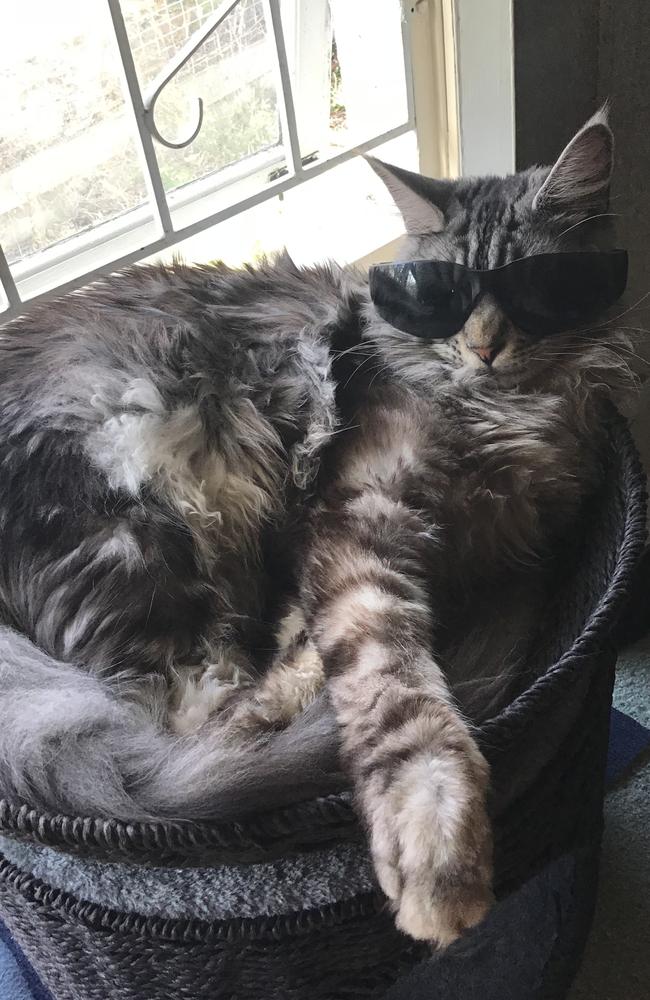 21/09/2019 - Shadow says even cats need sun safety (shadow is a Maine coon in this picture he is chilling by the window in his favourite spot wearing kid sunglasses) Picture: Katleen