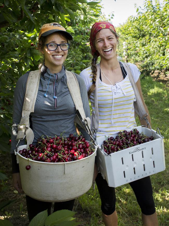 Cynthia and Jeanne fruit picking in NSW while backpacking around Australia. Picture: Kim Storey