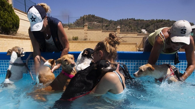 Volunteers give a bath to dogs in a swimming pool at an animal shelter in Malaga, southern Spain. Picture: EPA/The Times