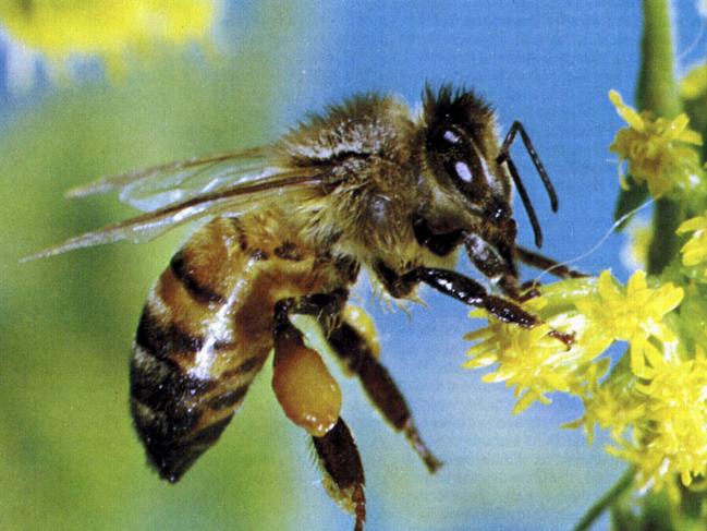 Stinging rebuke over bid for park bee hives