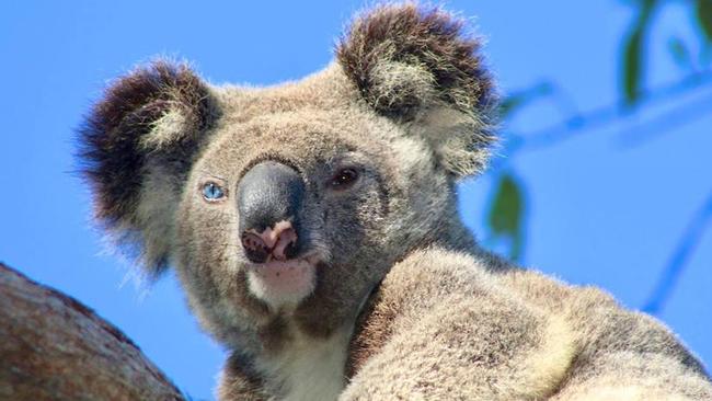 Gummy the blue eyed koala, hit by a car in Coomera.