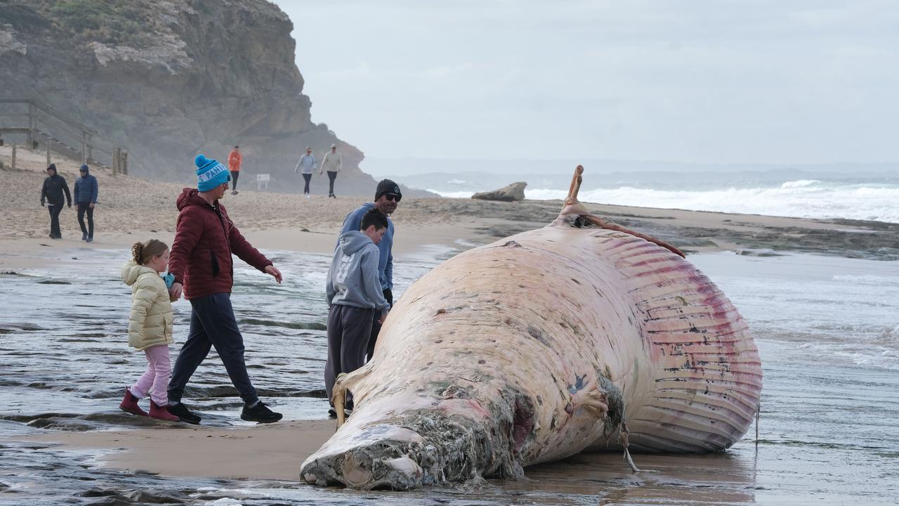 The whale’s tail seems to have gone missing, with authorities investigating. Picture: Mark Wilson