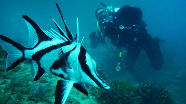 Diving in the Aldinga Reef sanctuary zone.