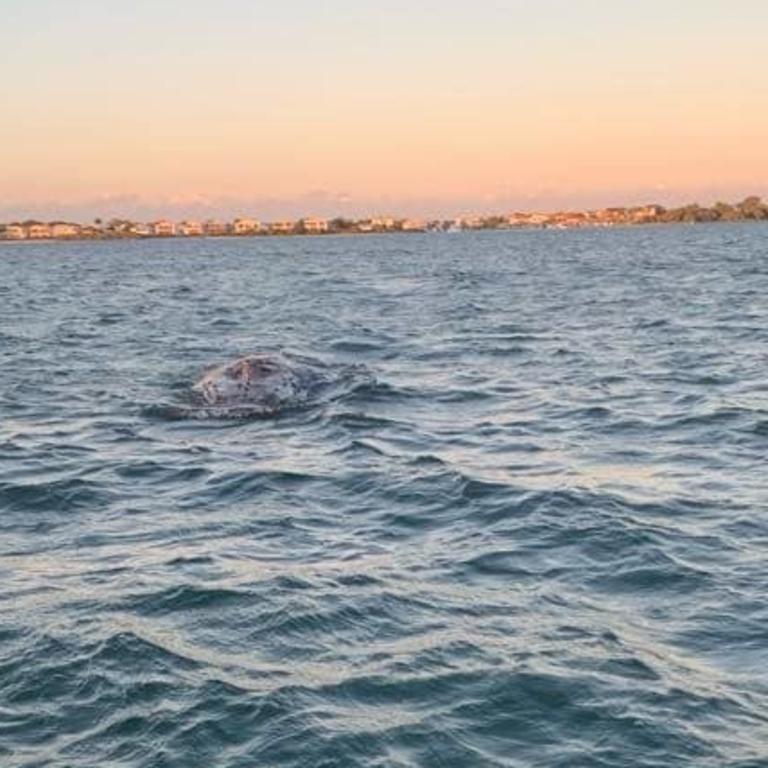 A humpback whale has been found dead on Bribie Island. Credit: Maritime Recovery Group