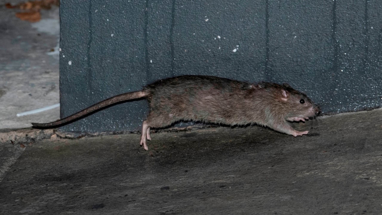 ‘Horror’ report finds rats running around hospital in Victoria