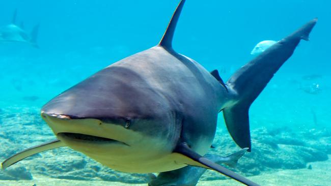 A fisherman had a frightening brush with death after hooking a shark which pulled him from his kayak. File pic