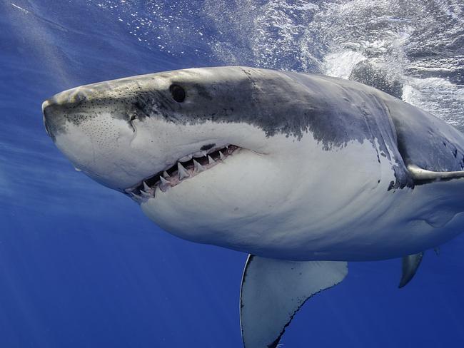 Great Australian Wildlife Collection by Discovery channel. Great white shark swimming just under the surface.