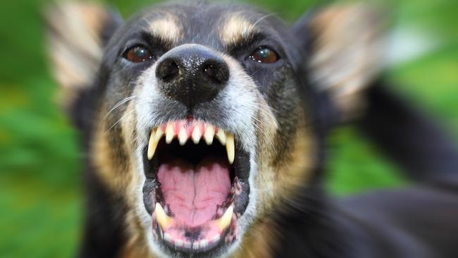 A woman is fighting for life after a dog attack in Dandenong. Picture: Stock image