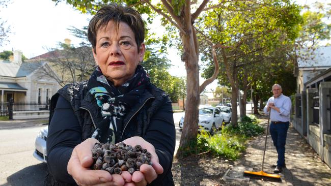 Councillor Sue Whitington with seed pods collected from a Queensland box tree. Ms Whitington slipped on the pods and fell, badly injuring her ribs and there’s now a push to remove 5000 of the trees from Adelaide’s east. Picture: AAP / Brenton Edwards