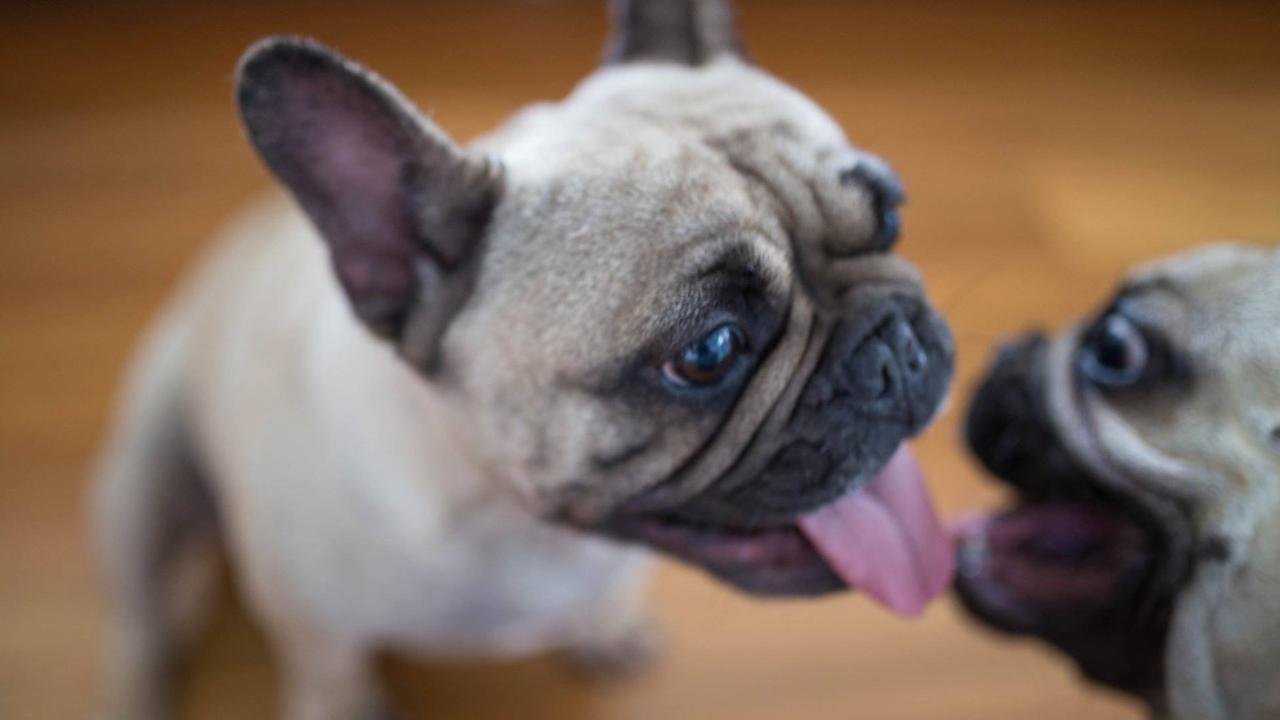 Louie Michel and Miss Macey share a kiss. Picture: Elliott McFarlane