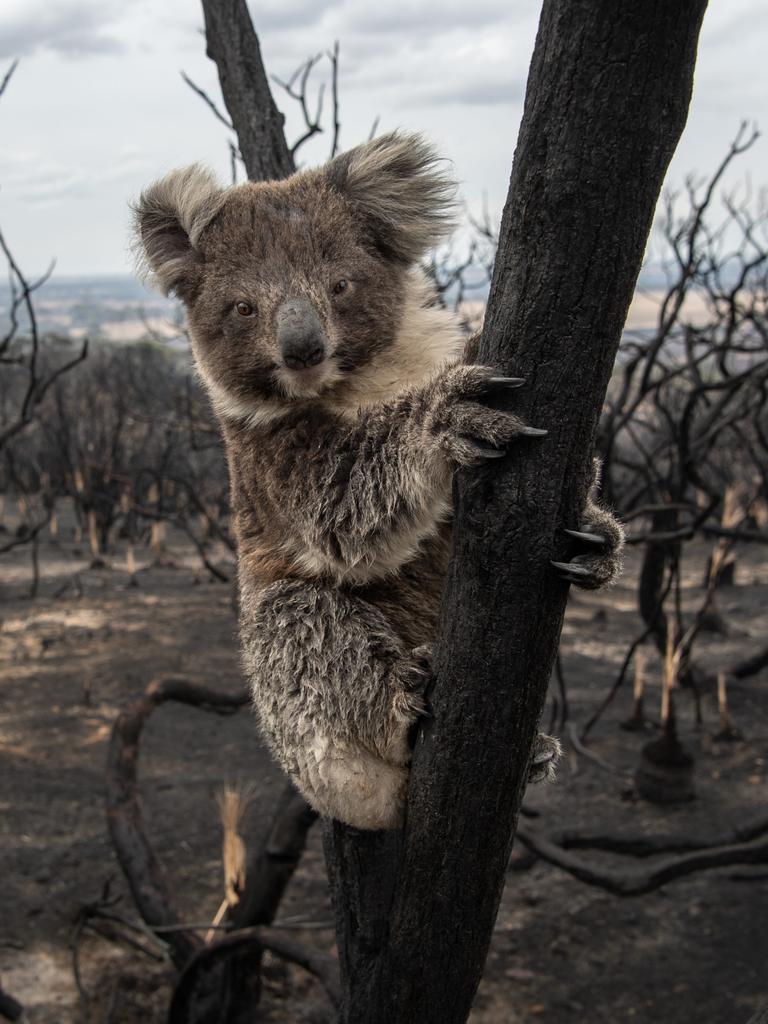 The bushfire killed thousands of local koalas. Picture: Brad Fleet