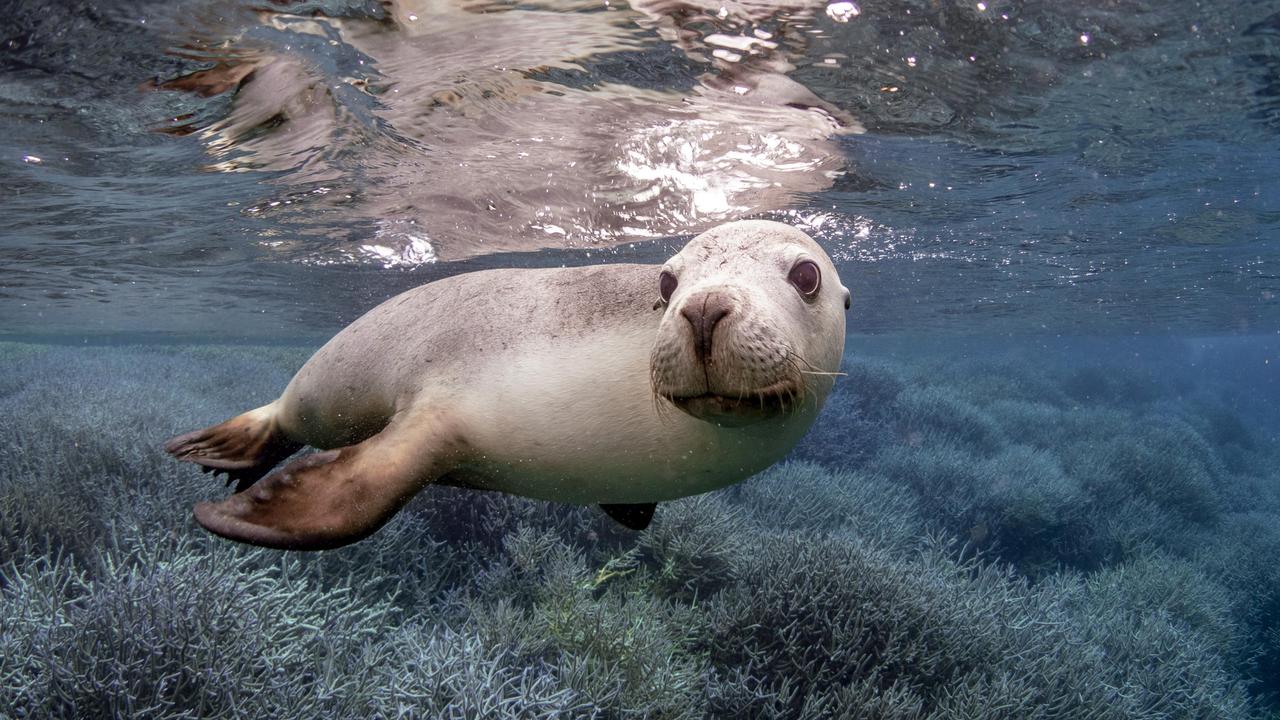 A sea lion in the waters off Western Australia. Picture: Minderoo Foundation OceanOmics