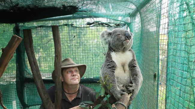 WIRES koala carer Morgan Phillpott with Herman. Picture: John Feder