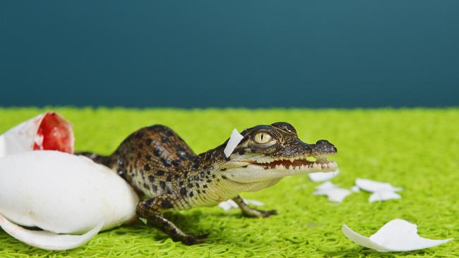 2014: Crocodylus Park have their first baby crocodile hatchlings of the season. Picture: Elise Derwin