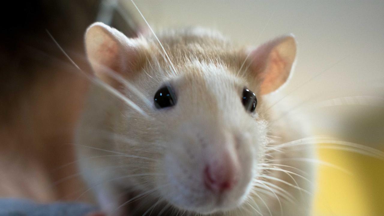 Cumming’s best Christmas gift: a pet rat!
