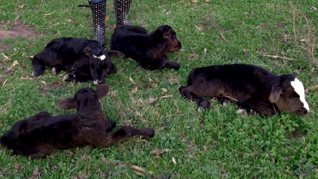 A Mother Cow Has Given Birth To Four Calves In Miracle Birth | News.com ...