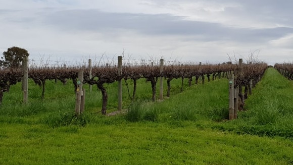 Accolade Wines in Old Reynella. Picture: Colin James